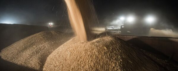 Pšenica Pšenica - Sputnik Srbija