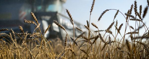 Pšenica - Sputnik Srbija