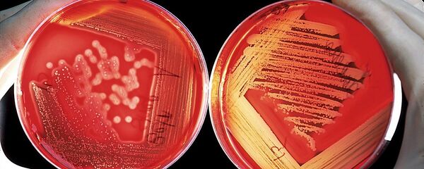 Крвне ћелије Крвне ћелије - Sputnik Србија