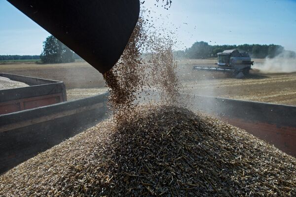 Пшенице довољно и за извоз, упркос невремену и незаинтересованости одговорних  - Sputnik Србија