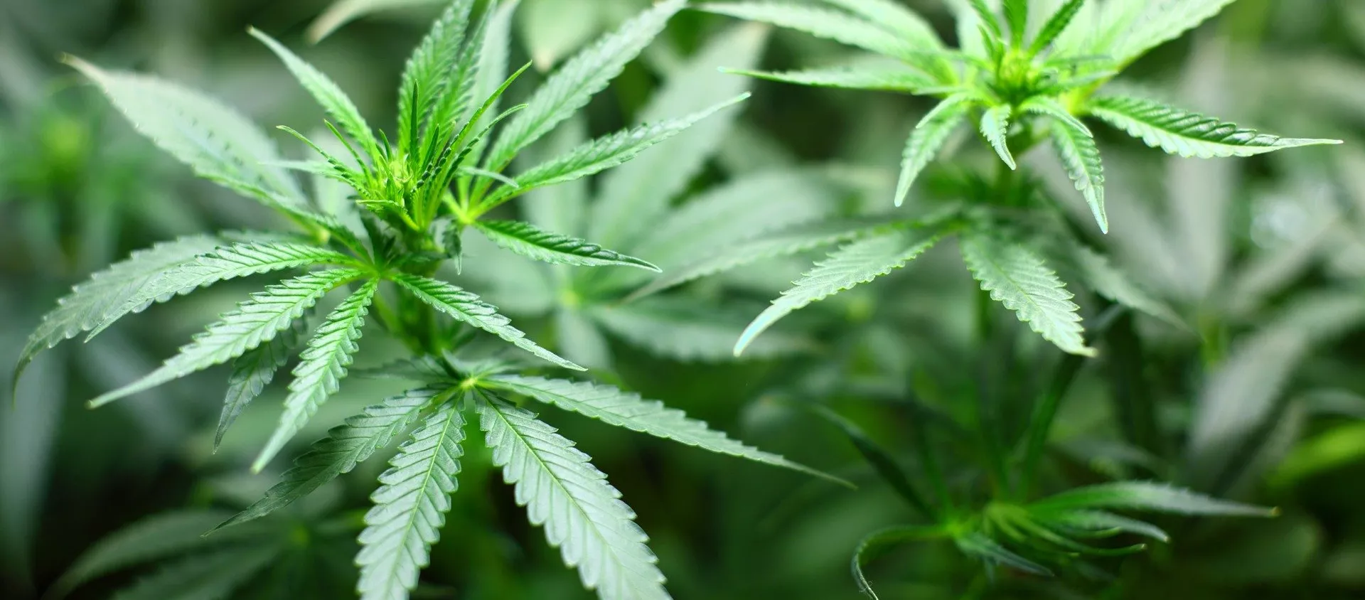 Indijska konoplja, marihuana. - Sputnik Srbija, 1920, 17.03.2021