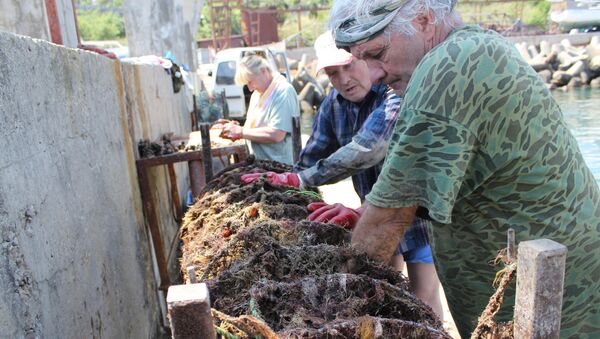 Запослени на фарми острига у близини Симиза на Криму проверавају мреже. - Sputnik Србија