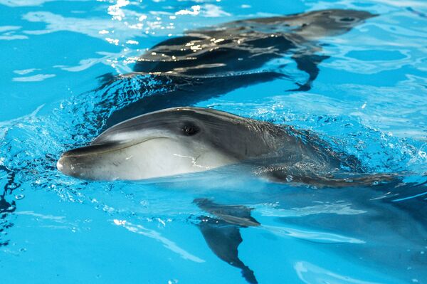 Koga se najviše boje ajkule? /foto/ Koga se najviše boje ajkule? /foto/ - Sputnik Srbija