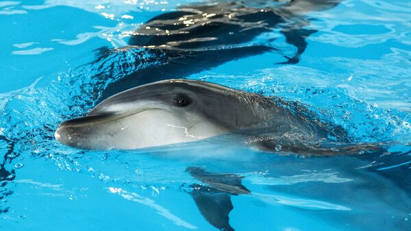 Делфини на отварању Центра за пливање са делфинима у Центру океанографије и биологије мора Москваријум у Москви - Sputnik Србија