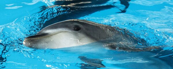Делфини на отварању Центра за пливање са делфинима у Центру океанографије и биологије мора Москваријум у Москви - Sputnik Србија