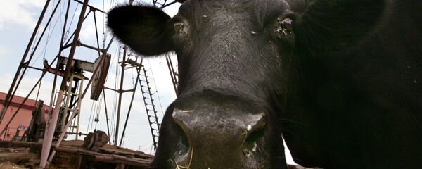 Gasno polje Gasno polje - Sputnik Srbija