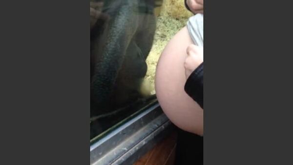 Orangutan Transfixed With Baby Bump - Sputnik Србија