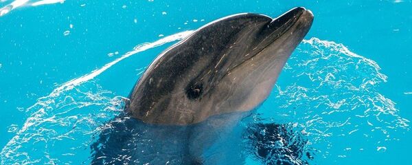 Delfin - Sputnik Srbija