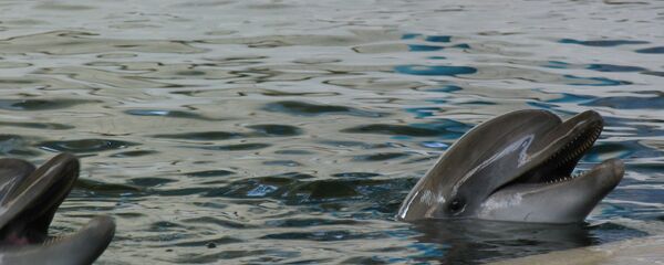 Delfini Jaša i Jana - Sputnik Srbija