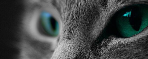 Мачка - Sputnik Србија