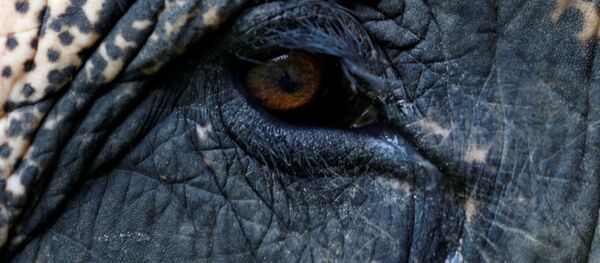 Слон Мотола Слон Мотола - Sputnik Србија