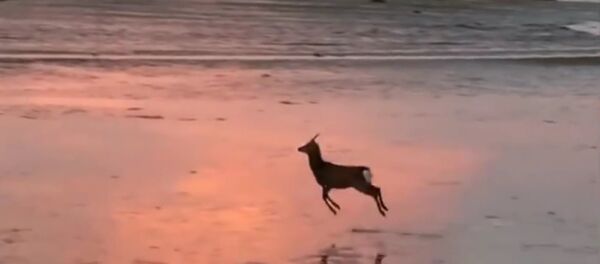 Deer Goes for a Morning Skip Across a Beach - Sputnik Srbija