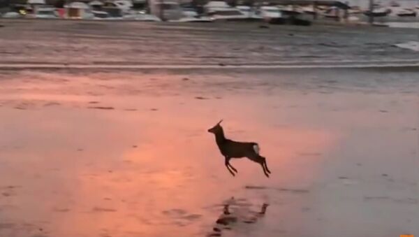 Deer Goes for a Morning Skip Across a Beach - Sputnik Srbija