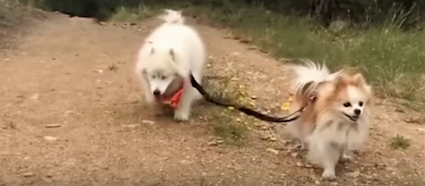 Видео који ће вас разнежити: Слепи пас и његов верни водич ВИДЕО-КЛУБ - Sputnik Србија