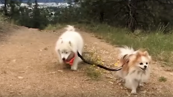 Video koji će vas raznežiti: Slepi pas i njegov verni vodič VIDEO-KLUB - Sputnik Srbija