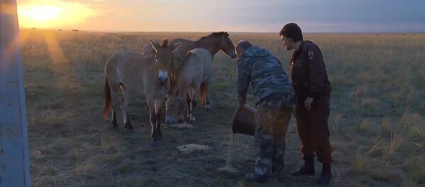 Путин нахранио коње Пржеваљског - Sputnik Србија