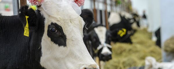 18. Ruska poljoprivredna izložba „Zlatna jesen” 18. Ruska poljoprivredna izložba „Zlatna jesen” - Sputnik Srbija