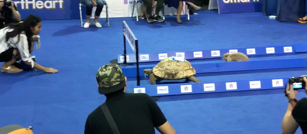 rabbit vs turtle - Sputnik Srbija