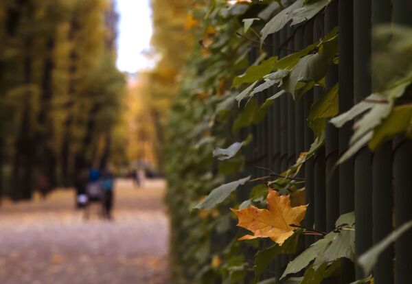 Златна јесен у летњој башти у Санкт Петербургу - Sputnik Србија