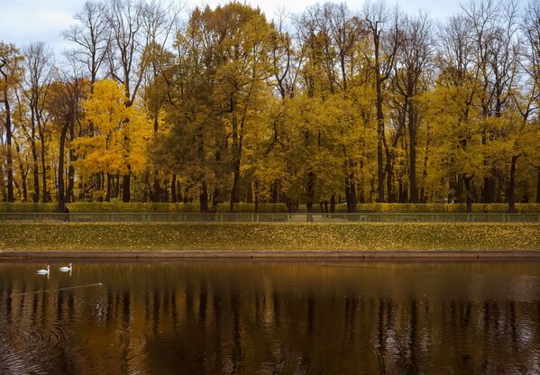 Zlatna jesen u letnjoj bašti u Sankt Peterburgu - Sputnik Srbija
