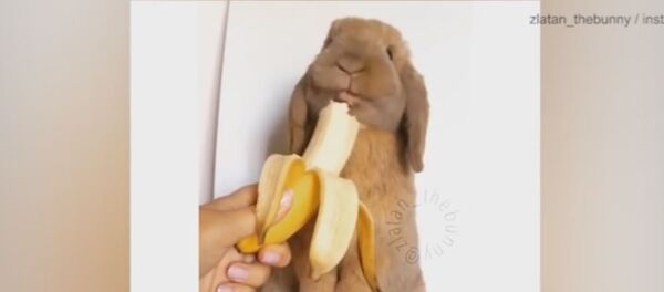 Zeka Zlatan Zeka Zlatan - Sputnik Srbija