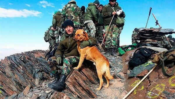 Pas dobio čin narednika u argentinskoj vojsci - Sputnik Srbija