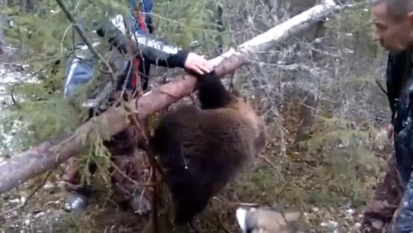 Lovci oslobodili medvedića iz zamke - Sputnik Srbija