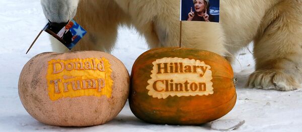 Polarni medved Feliks u Krasnojarsku ispred bundeva u kojima su pobodene zastavice sa likovima Donalda Trampa i Hilari Klinton - Sputnik Srbija