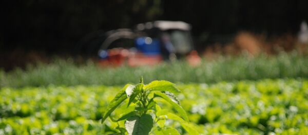 Poljoprivreda Poljoprivreda - Sputnik Srbija