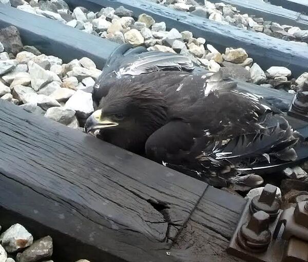 Србин спасао руског орла (фото) - Sputnik Србија