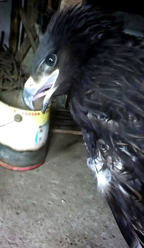 Србин спасао руског орла (фото) - Sputnik Србија