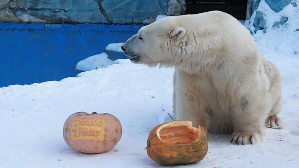Бели медвед Феликс у зоолошком врту у Краснојарску предвидео је резултате председничких избора у САД - Sputnik Србија