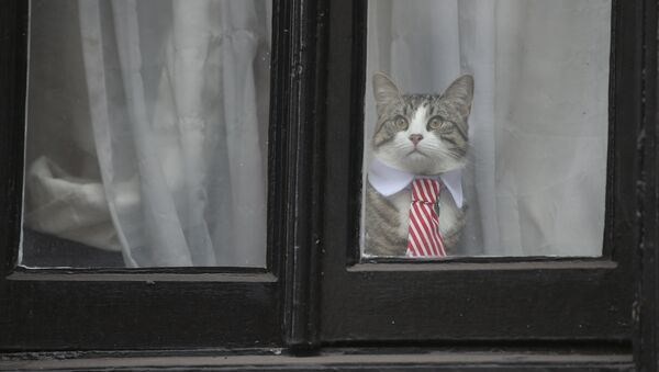 Mačak Džejms sa kragnom i kravatom gleda kroz prozor ambasade Ekvadora u Londonu - Sputnik Srbija