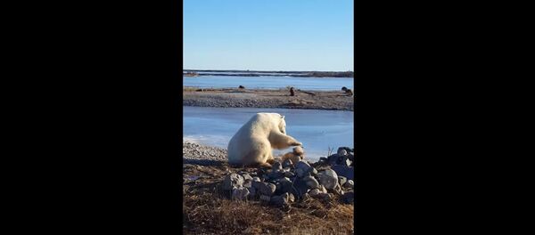 Polarni medved mazi psa - Sputnik Srbija