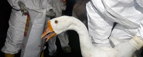 Птичји грип-илустрација - Sputnik Србија