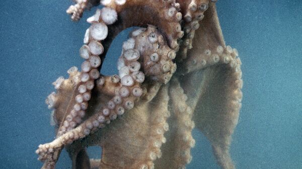 Oktopod - Sputnik Srbija