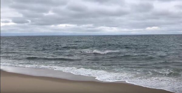 Shark attack at High Head - Sputnik Србија