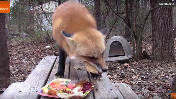 Fox Devours Thanksgiving Feast - Sputnik Srbija