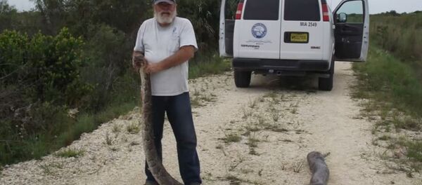 Бурмански питон - Sputnik Србија