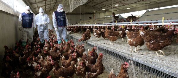 Veterinari na živinskoj farmi u Italiji Veterinari na živinskoj farmi u Italiji - Sputnik Srbija