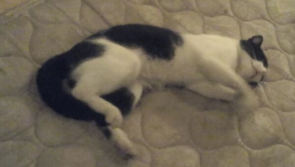 My cat the sleepRUNNER - Sputnik Србија