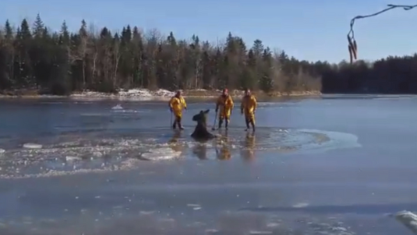 Канадски ватрогасци су секирама  пробили лед и помогли лосу да се спасе - Sputnik Србија