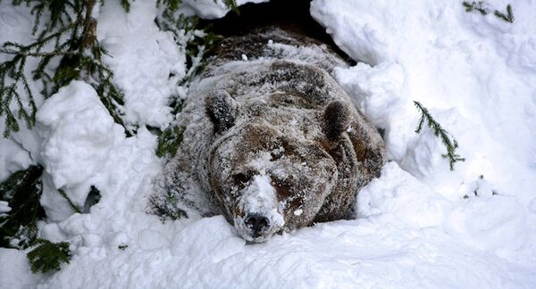 Medved u snegu Medved u snegu - Sputnik Srbija