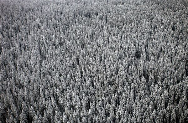 Tajga u Sibiru Tajga u Sibiru - Sputnik Srbija