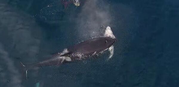 Kit ubica jede ajkulu Kit ubica jede ajkulu - Sputnik Srbija