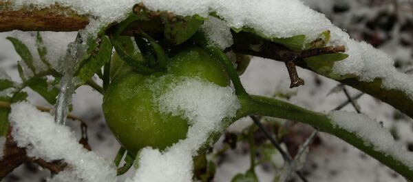 Парадајз у снегу Парадајз у снегу - Sputnik Србија