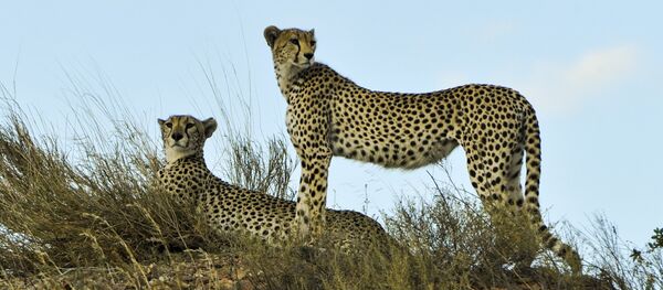 Гепард - Sputnik Србија