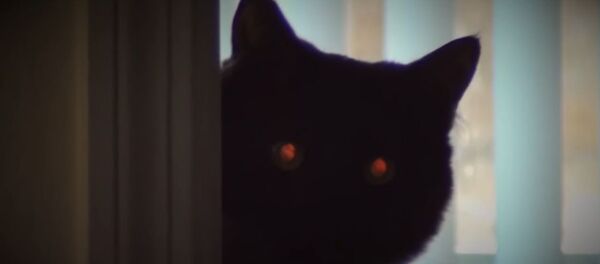 Седам начина на које нас мачке плаше - Sputnik Србија