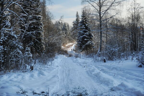 Зима у шуми Московске области - Sputnik Србија