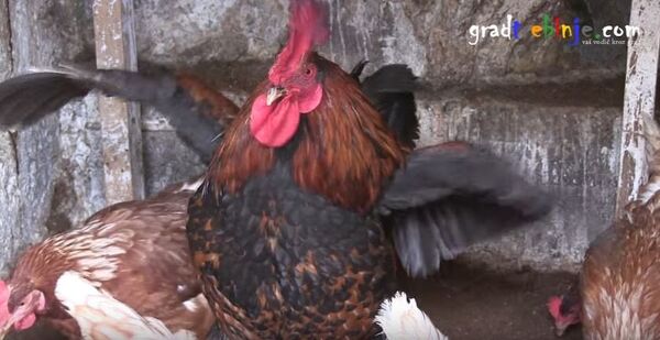 Petao koji nosi jaja Petao koji nosi jaja - Sputnik Srbija